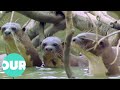 The Enchanting Life Of The Giant Otter | Our World