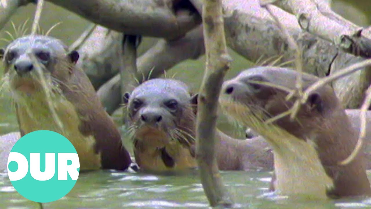 ⁣The Enchanting Life Of The Giant Otter | Our World