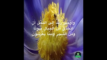 💟 حالة واتس أب (  وَأَوْحَىٰ رَبُّكَ إِلَى النَّحْلِ  ) تلاوة طيبة للقارئ #ياسر الدوسري 💟