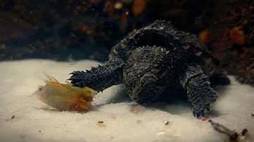 Cận cảnh quá trình săn mồi của rùa cá sấu