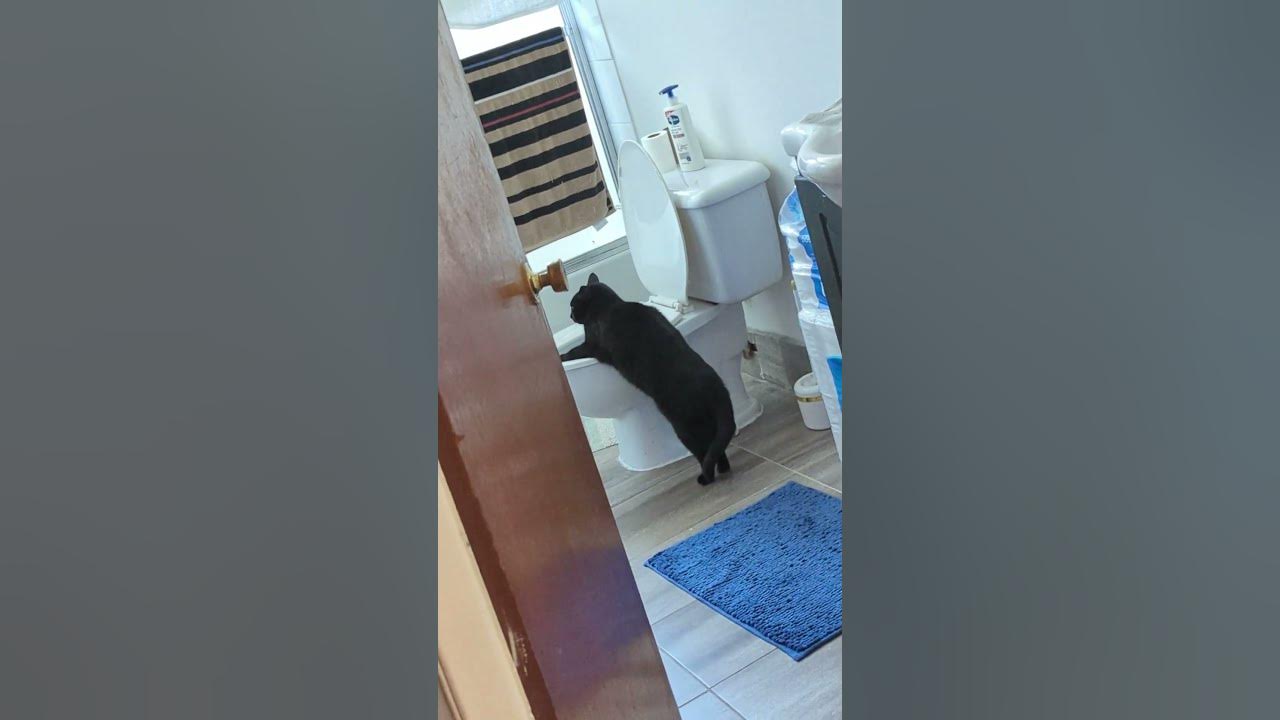 Cat Drinking Toilet Bowl Water 🤣😅 YouTube