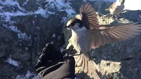 Grey jays slow motion, feeding from hand
