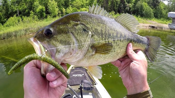 Big Bass CAN'T RESIST The Wacky Worm! 