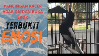 PANCINGAN BURUNG KACER LANGSUNG RESPON BUKOR DAN BONGKAR MATERI.. Cocok juga untuk Kacer bahan