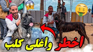 كلاب ضخمة وخطيرة في سوق القريعة يوم الاحد 🐕 أتمنة خيالية جدا 💰😱 وكلاب نادرة 🤯🔥