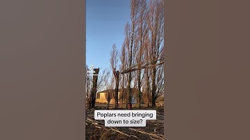 Poplars need bringing down to size?