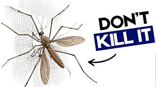 Never Kill The Giant Mosquito — You’ve Been Lied To Never Kill The Giant Mosquito It S Not What You Think