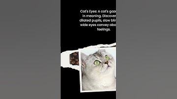 Cracking the Code of Cat Communication