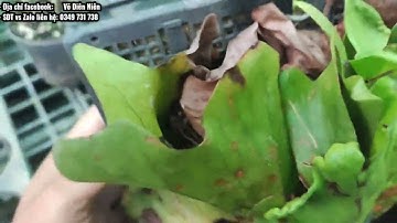 Cây ổ rồng ghép bảng nhựa sẵn về chỉ việc treo thôi