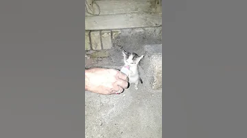 That Kitten Has Lost His Mother شیر دادن به بچه گربه مادر مرده در زنجان 