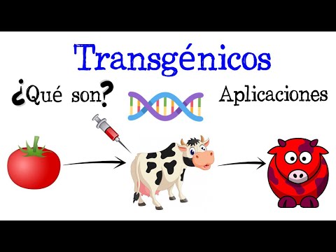 💉¿Qué son los Transgénicos? Ejemplos y Aplicaciones🍅  [Fácil y Rápido] | BIOLOGÍA |