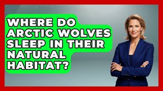 Where Do Arctic Wolves Sleep in Their Natural Habitat? | Polar Regions Uncovered