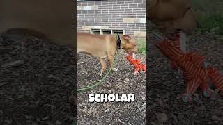 Adopt Scholar - Dekalb County Animal Services, Chamblee, GA