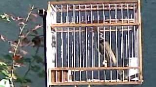 31122009(001).mp4