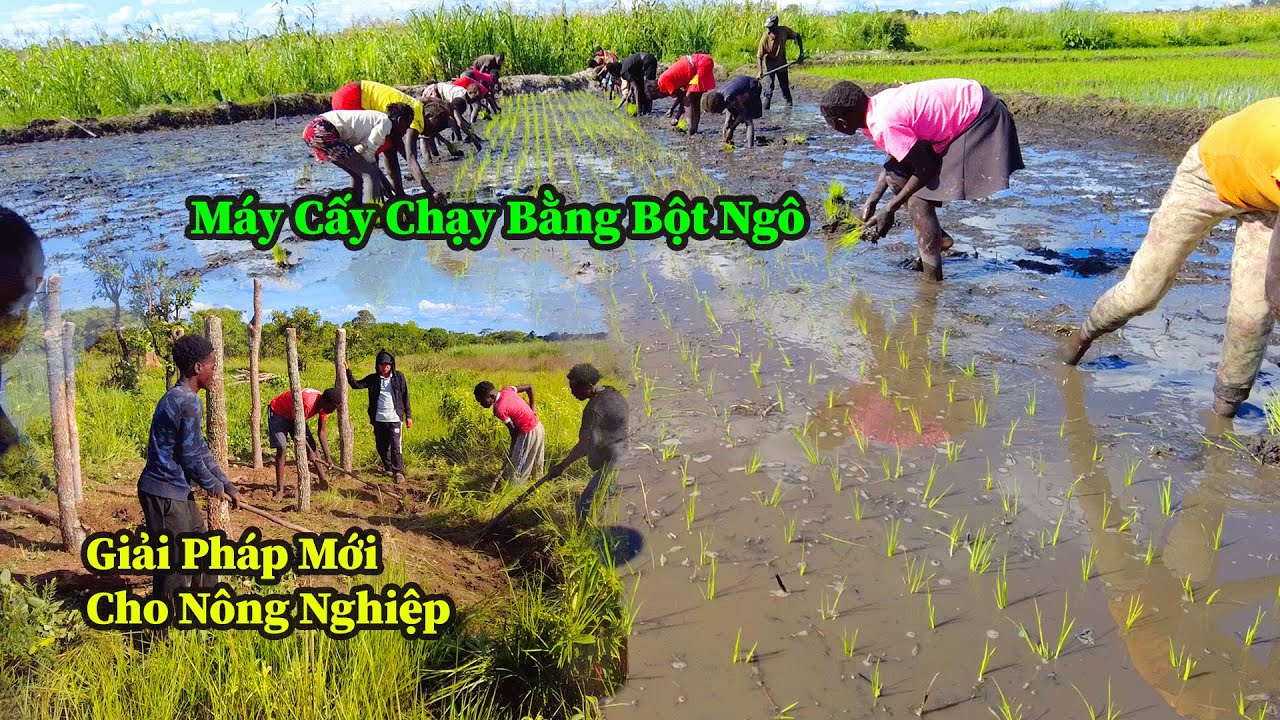 Quang Dũng || Trên Đường Tìm Giải Pháp Thay Thế Bền Vững Cho Phân Hoá Học Vốn Đã Rất Hiếm Ở Đây