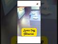lovers deep submarine #shorts #viral #youtubeshorts #trending #dailyshorts #shortsfeed #newshorts
