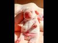 The cutest newborn puppy bulldog ever #cute #puppy #cutest #frenchbulldog #bulldog #dog #pets #fyp
