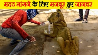 मदद मांगने के लिए मजबूर हुए जानवर | animals forced to ask for help by Wild Gravity 69,322 views 3 months ago 9 minutes, 23 seconds
