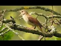 Nightingale singing. Nachtigall singt. Germany, Eifel