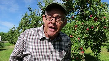 The Brown Marmorated Stink Bug in winter (30 seconds)