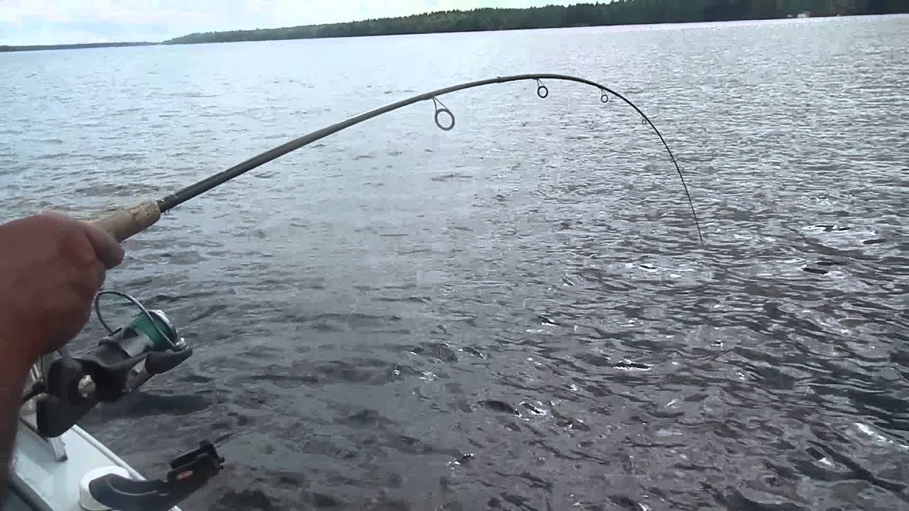 Big Lake trout at Big Rideau Lakes/Ontario YouTube