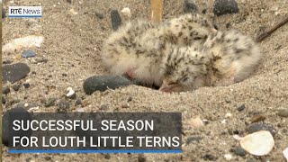 Successful Breeding Season For Rare Little Terns Seabird In Co Louth