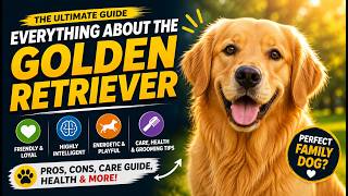 Golden Retriever Everything You Need to Know Before Getting One Complete Breed Guide