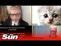 Lawyer can't turn off KITTEN filter in Zoom hearing, 'I'm not a cat'