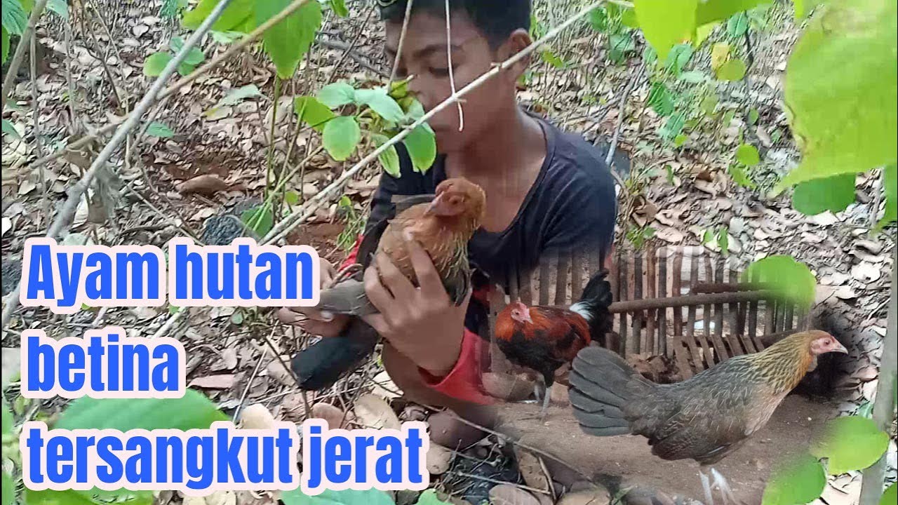 Cek jerat, ayam hutan betina tersangkut jerat || pulang langsung dikandangin bersama jantan