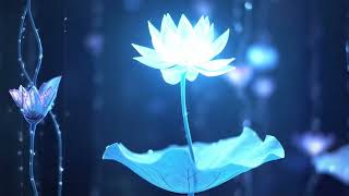 Bloom in Silence"#BloomInSilence #LotusBallad #PeacefulPop #ChillPopVibes #AnytimeListening screenshot 2