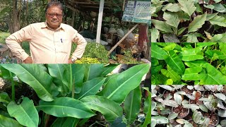 Avoya Nursery Visit Ll Philodendron Special Ll Muchisha Nursery Ll