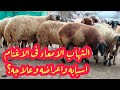 مشروع تربيه الاغنام التهاب الامعاء فى الاغنام اسبابه واعراضه وعلاجه محمد المصرى قناه النجاح