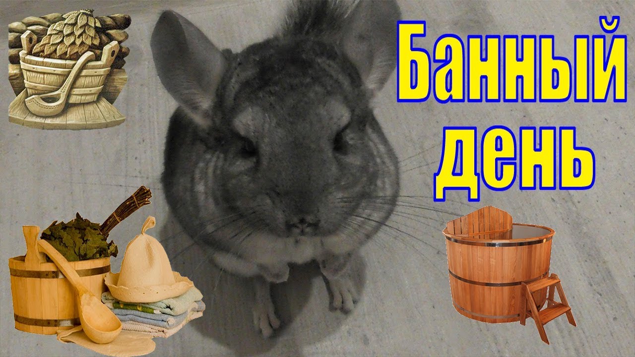 Банный день/Шиншилла купается/Шуша делает закладки/Я в песке/Шуша у ...
