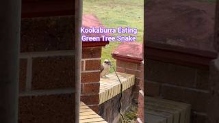 Kookaburra Hunting Snake 🐍 #snake #wildlife #kookaburra