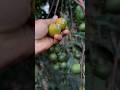 Este fruto es raro pero delicioso 😋