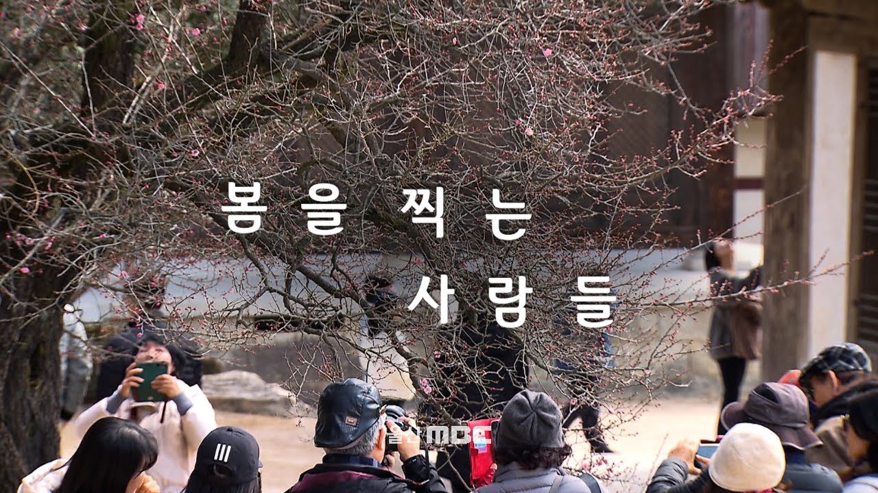 통도사 홍매화 개화상황 [영상스케치] (2025.02.28/울산MBC)
