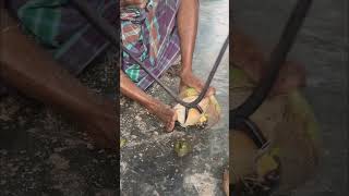 🥥 Keterampilan Mengupas Kelapa Tingkat Lanjut! 😮 #Kelapa #Keterampilan #TeknikLuarBiasa #DIY