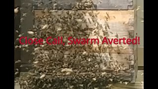 Narrowly Escaping Disaster: How I Dodged A Bee Hive Swarm! #bee #hive #swarm #averted #close #call by Sharp Ridge Homestead 118 views 8 days ago 8 minutes, 38 seconds