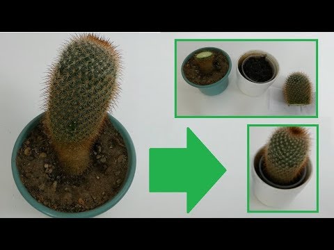 Video: Old Lady Cactus Care: Anbau eines Mammillaria Old Lady Cactus