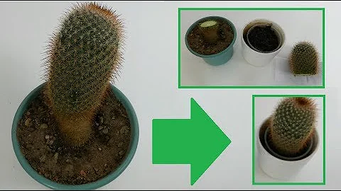 Was passiert wenn man einen Kaktus zu viel Wasser gibt?