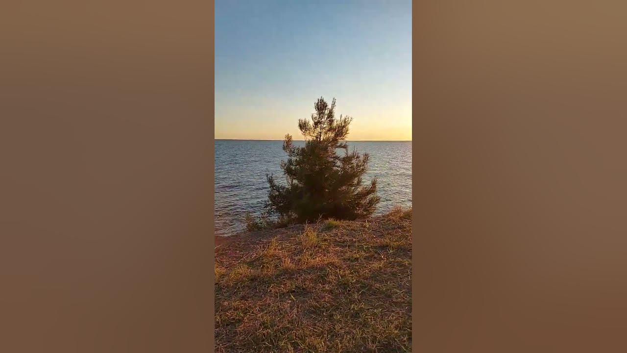 сосна у моря - YouTube