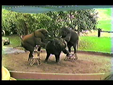 Elephants Doing Tricks San Diego Wild Animal Park 1983