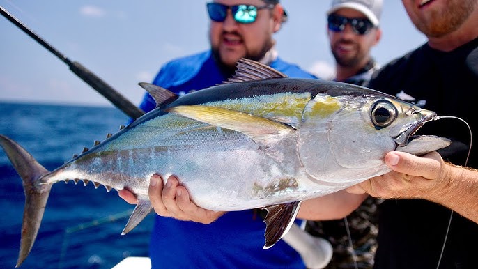 Who will Catch the Biggest Shark? 