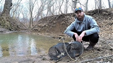 BEST Minnow Trap Bait - DOG FOOD vs BREAD (which catches more?)