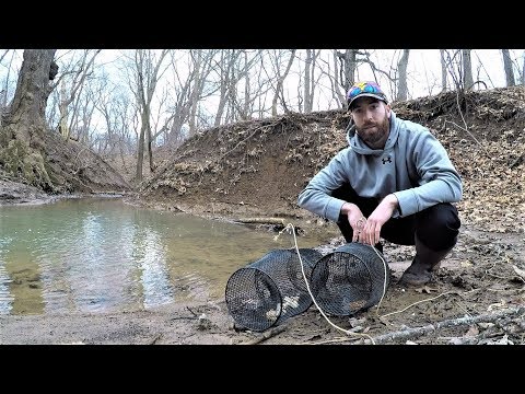 BEST Minnow Trap Bait - DOG FOOD vs BREAD (which catches more?) 