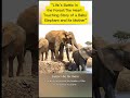 A Baby Elephant’s Fight for Survival in the Drought How This Baby Elephant Survived!#wildlife#viral