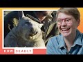 Wombats are cute, but what about when they attack? | REACTION