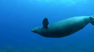 Return to Niihau with Fathom Five Divers