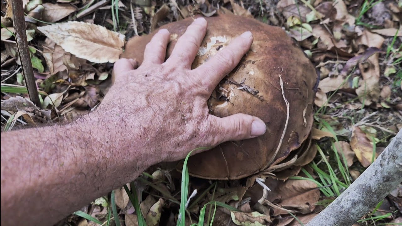 PORCINI 2025 FUNGHI DA CHILO E OVOLI PERFETTI NELLE ROVERELLE DEL BASSO PIEMONTE 