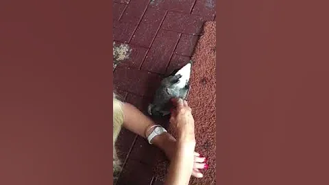 Wild magpie enjoys a belly rub
